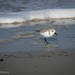 Sanderling or Snowy Plover?  by elatedpixie