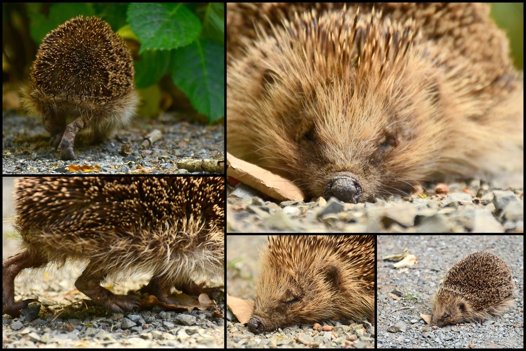 Sleepy Hedgehog by nickspicsnz