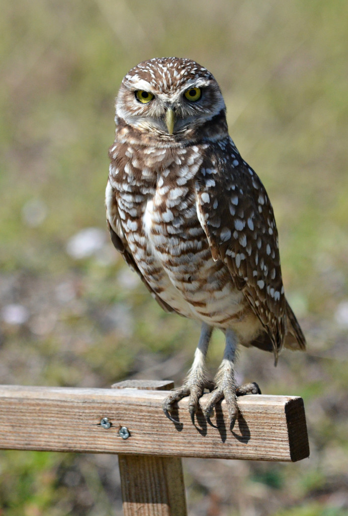 Burrowing Owl by mjmaven
