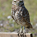 Burrowing Owl by mjmaven