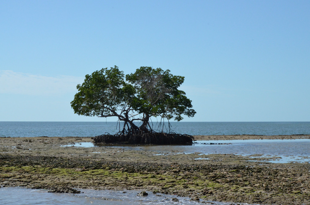lone mangrove by mjmaven