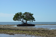 20th Dec 2017 - lone mangrove