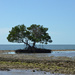lone mangrove by mjmaven