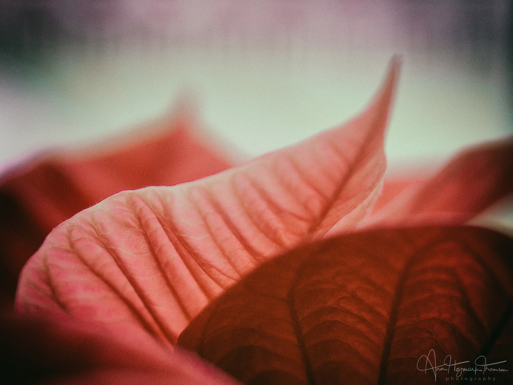 Poinsettia by atchoo