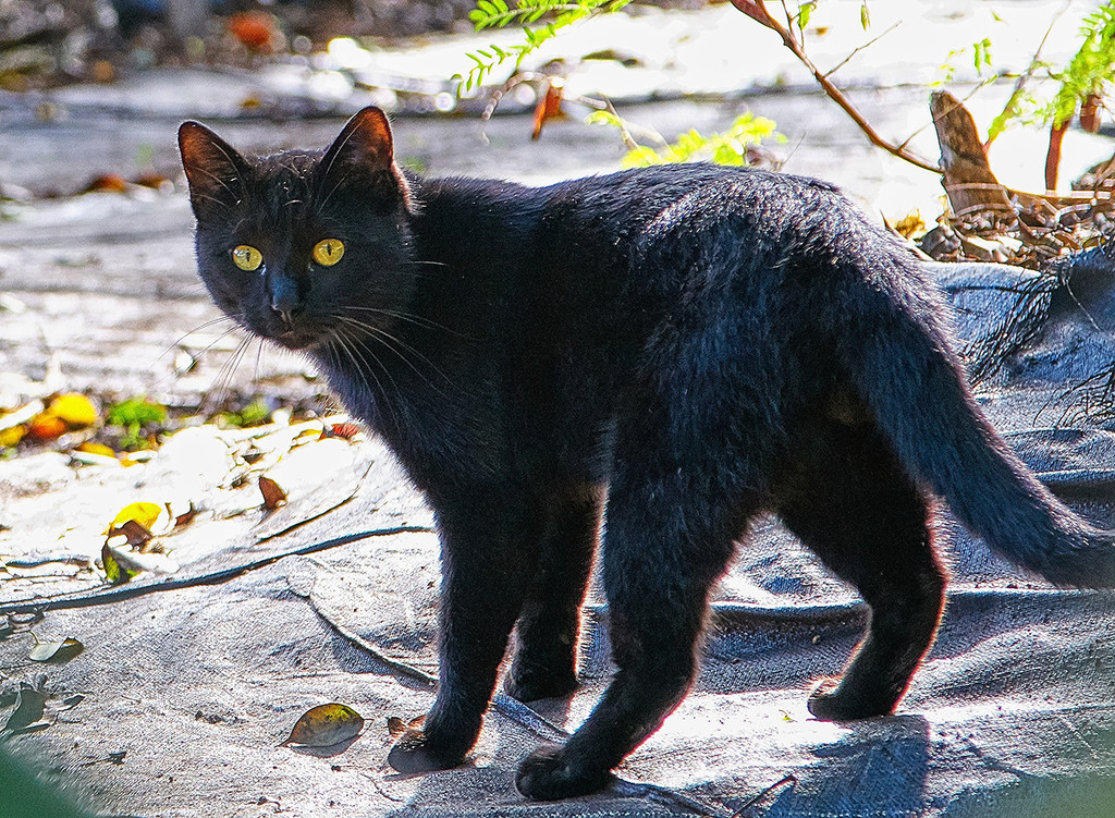 Funchal Cat by gardencat