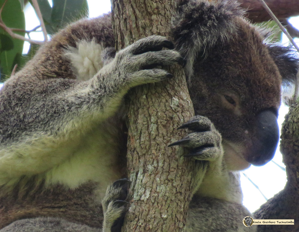 pole sleeping by koalagardens