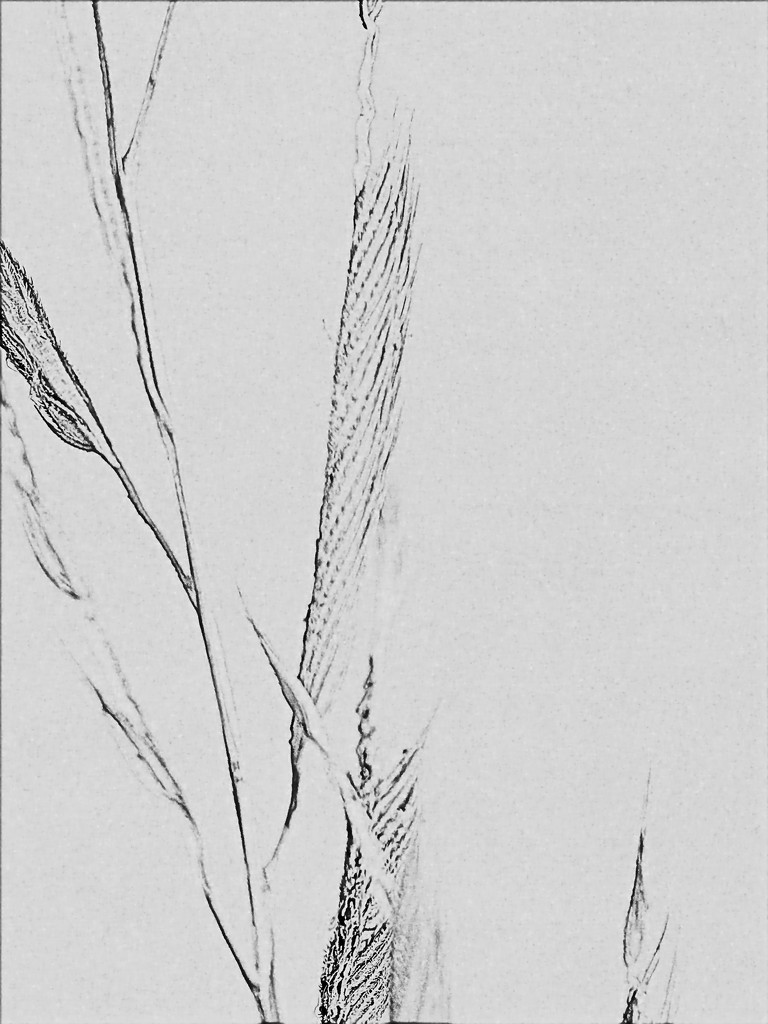 Prairie Grass Sketch by rminer