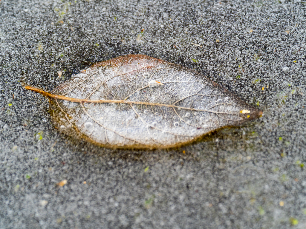 Leaf in the ice by rminer