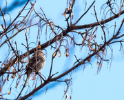 20th Dec 2017 - Small Bird in a maple tree