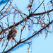 Small Bird in a maple tree by rminer