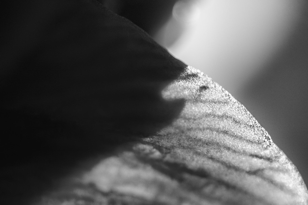 12.14 Amaryllis by domenicododaro