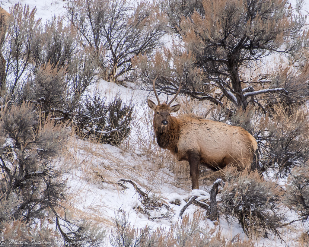 Elk Bull in Yellowstone by dridsdale