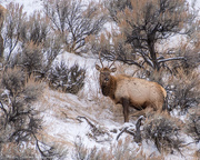 20th Dec 2017 - Elk Bull in Yellowstone