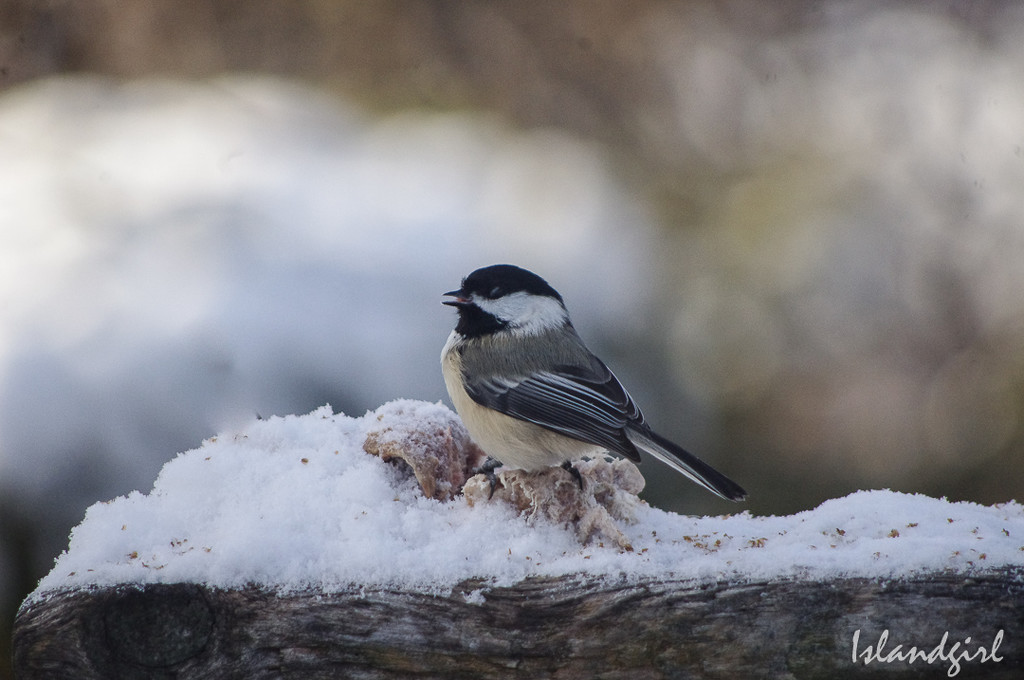 Chickadee  by radiogirl