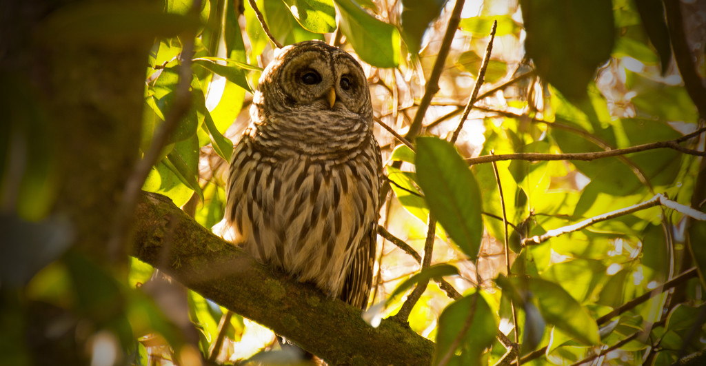 One More Barred Owl Shot! by rickster549