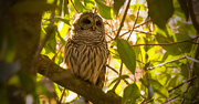 20th Dec 2017 - One More Barred Owl Shot!
