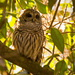 One More Barred Owl Shot! by rickster549