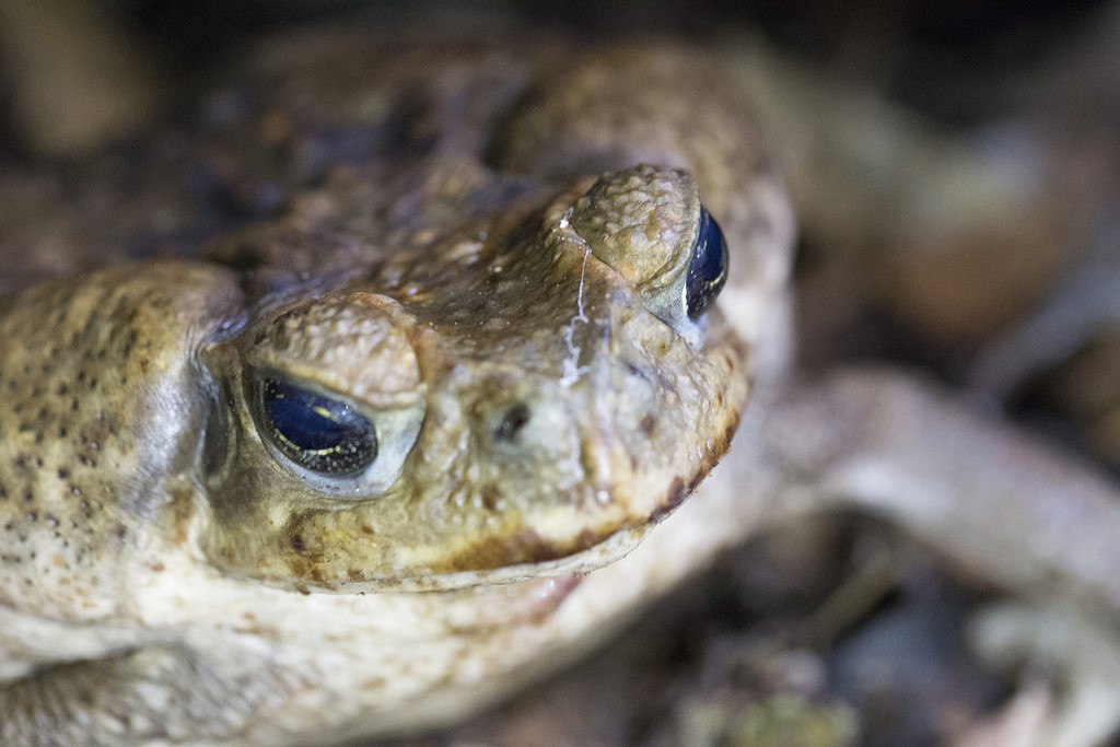 The Cane Toad by pdulis