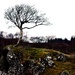 rowan tree by christophercox
