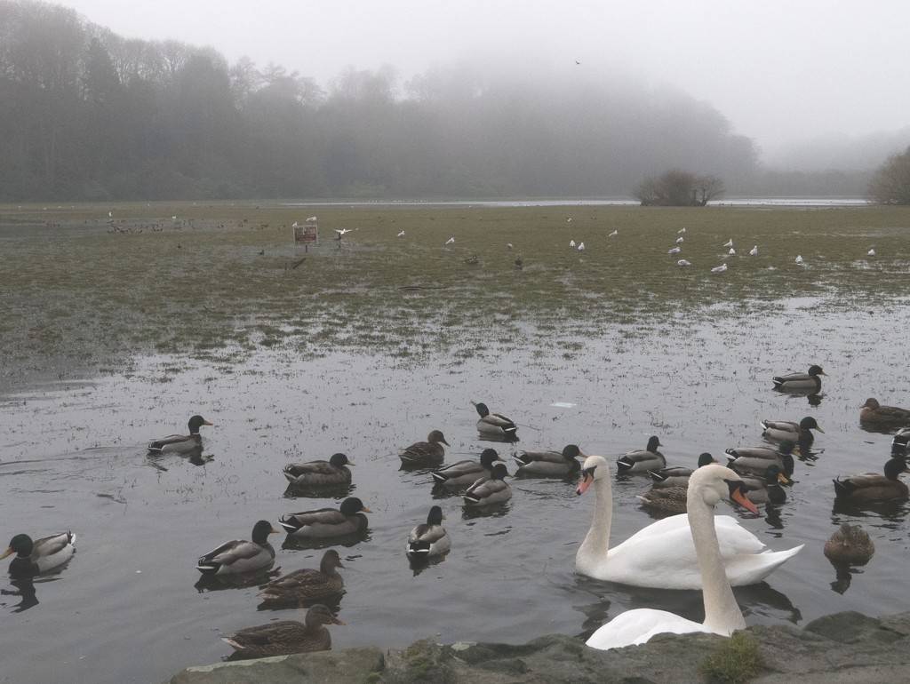 Birds on a misty loch by frequentframes