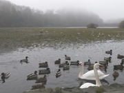 21st Dec 2017 - Birds on a misty loch