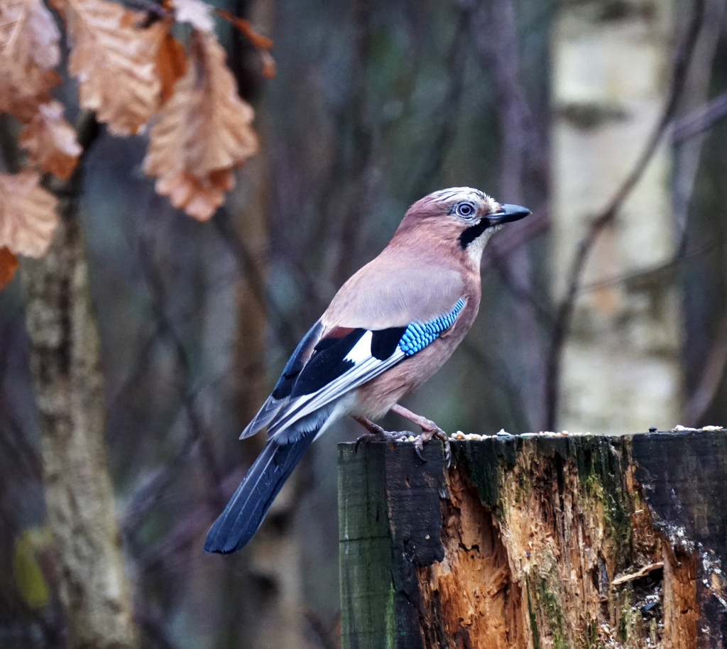 British Jay by pcoulson