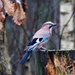 British Jay by pcoulson