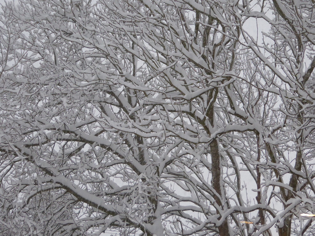  Snowy Branches  by susiemc