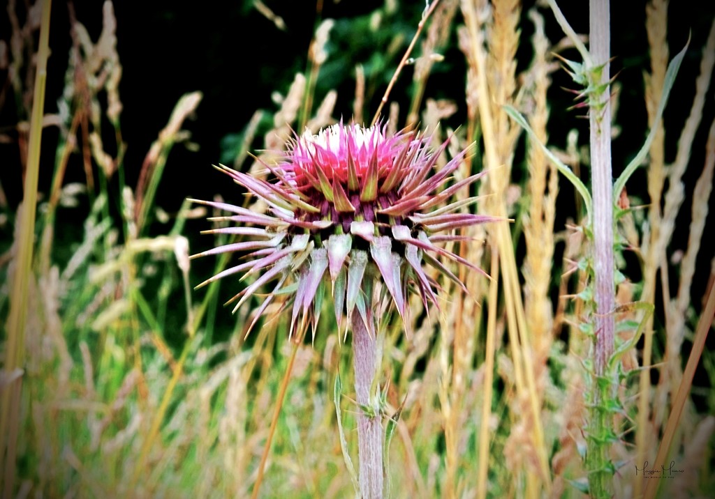 Thistle do for this day.. by maggiemae