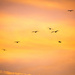 sunset seagulls by swillinbillyflynn