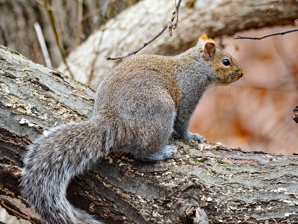 Squirrel by rminer