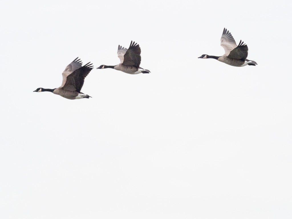 Three Geese Sideview by rminer