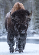 21st Dec 2017 - Bison in Yellowstone