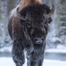 Bison in Yellowstone by dridsdale