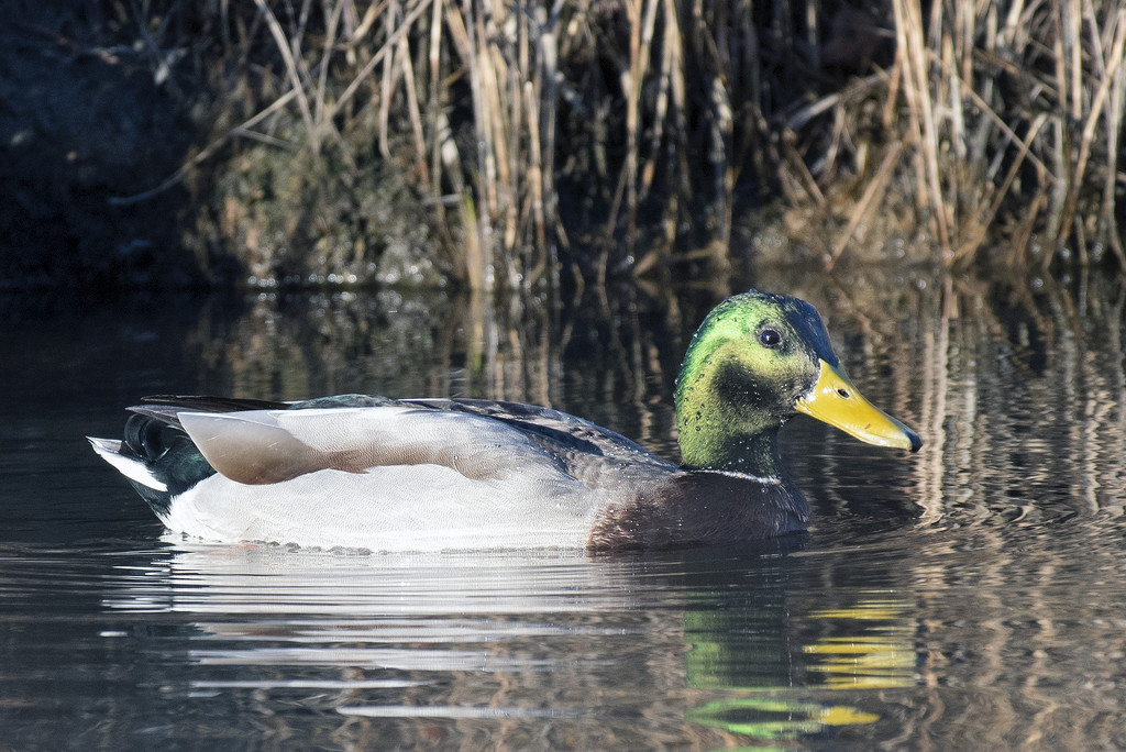 Just a duck! by mccarth1
