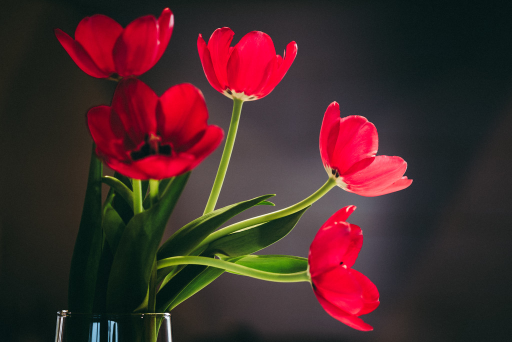 Tulips from my Mom by kwind
