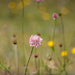 Wildflower by purdey