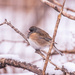 junco by aecasey