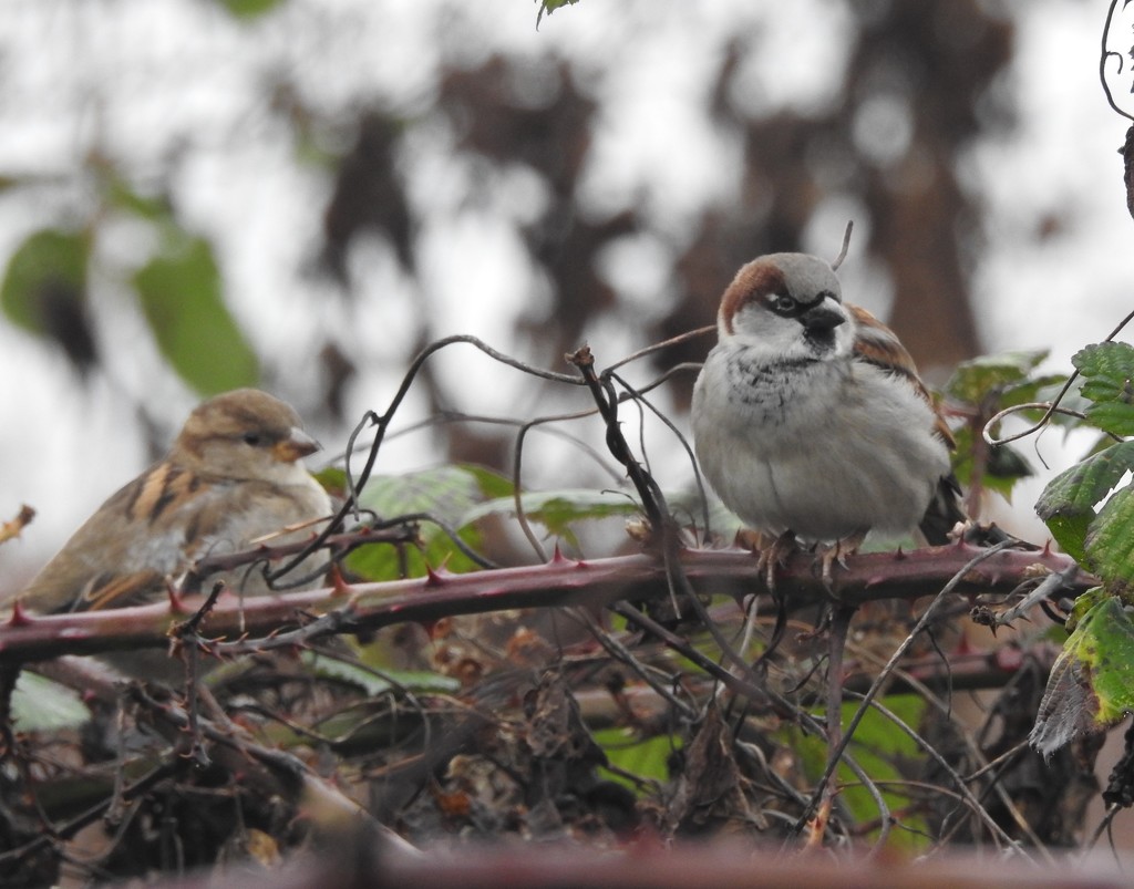 Sparrows by oldjosh