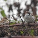 Sparrows by oldjosh