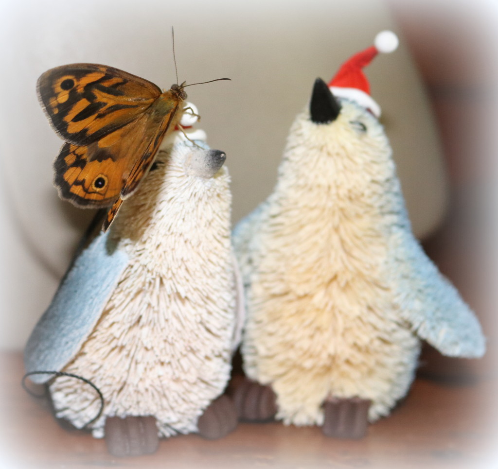 Santa didn't visit - but a butterfly did!! by gilbertwood