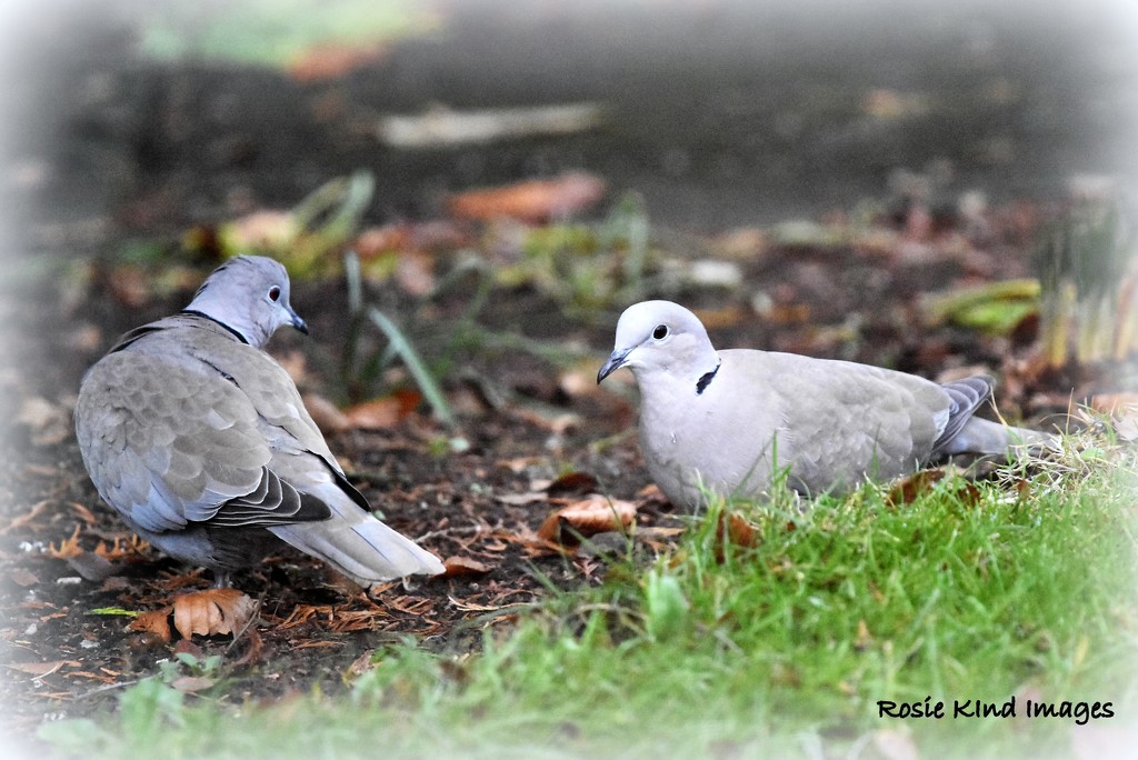 Two collared doves by rosiekind