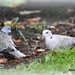 Two collared doves by rosiekind