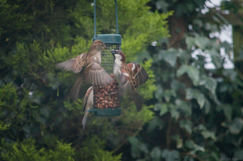 Fighting sparrows by jon_lip
