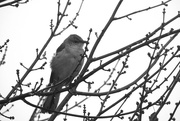 20th Dec 2017 - Mockingbird in my tree!