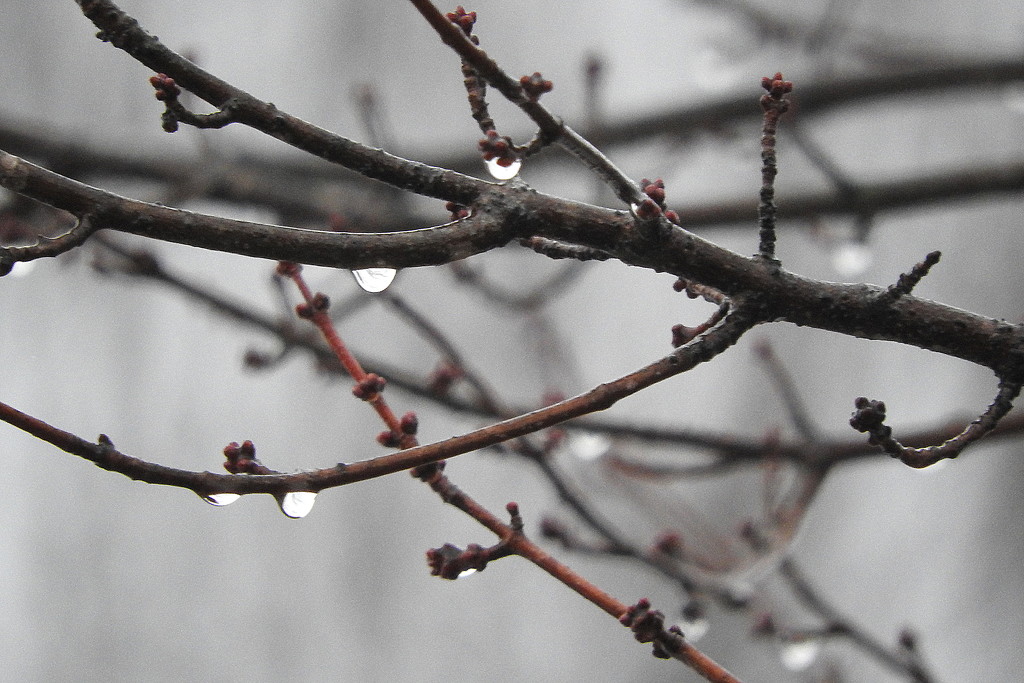 Rainy Day branches by homeschoolmom