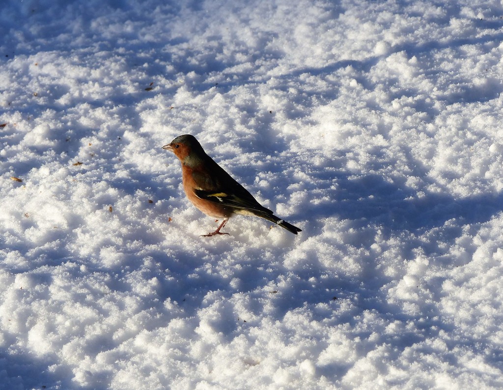  Chaffinch in the Snow  by susiemc