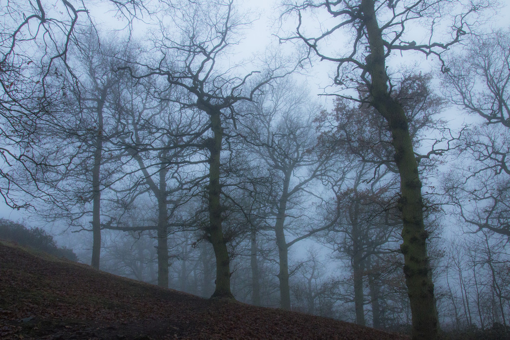 Disappearing in the fog by shepherdman