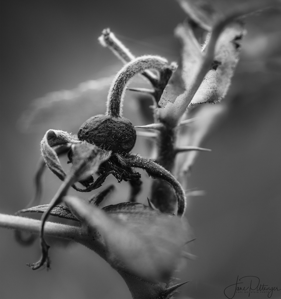 Black and White Seed Pod and Thorns by jgpittenger