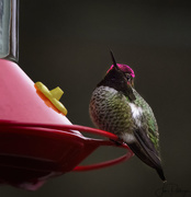 22nd Dec 2017 - Hummer Showing His Red Color 